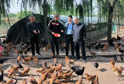 科技助力产业发展，国家科技特派团麦积区肉鸡产业组调研帮扶肉鸡销售
