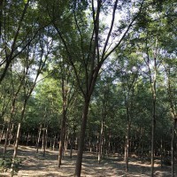 家禽销售技术服务 农业科技企业的新增长点