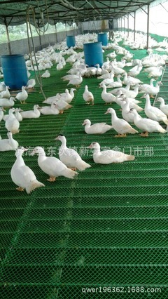 优质农家鹅苗批发销售 快速生长与强大适应力的理想选择