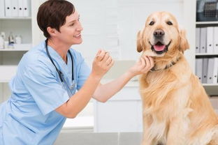 深圳南山科技园24小时宠物医院 您的全方位宠物健康管家