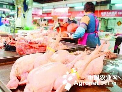 活禽禁售政策下的家禽销售技术服务转型与创新