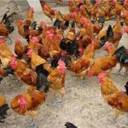 保定家禽养殖基地 专业批发与全方位技术服务指南