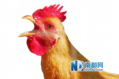 禅城零售户7月起自主选择活禽屠宰商，家禽销售技术服务再升级