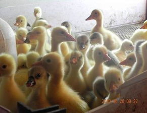 探索优质家禽资源 沭阳县正宏家禽购销站与涿州鹅苗市场分析