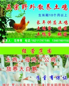 家禽图与动物图库在推动家禽销售技术与服务中的重要作用