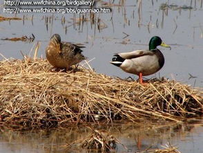 泰顺县图册 家禽销售与技术服务的综合指南