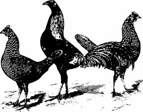 家禽产业链与农业技术服务 从谷仓到餐桌的综合管理