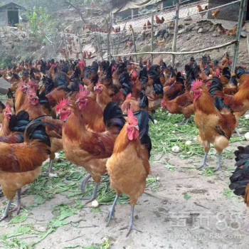 优质鸡苗品种解析与家禽销售技术服务指南